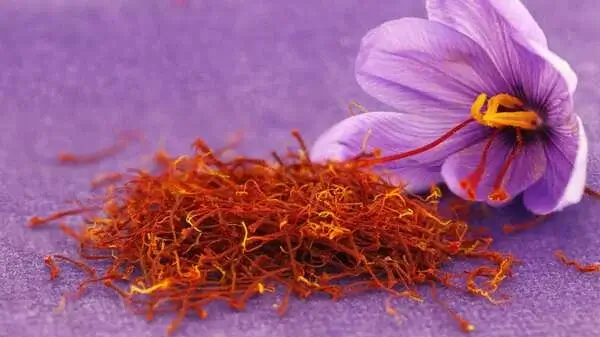 nhụy hoa nghệ tây là gì