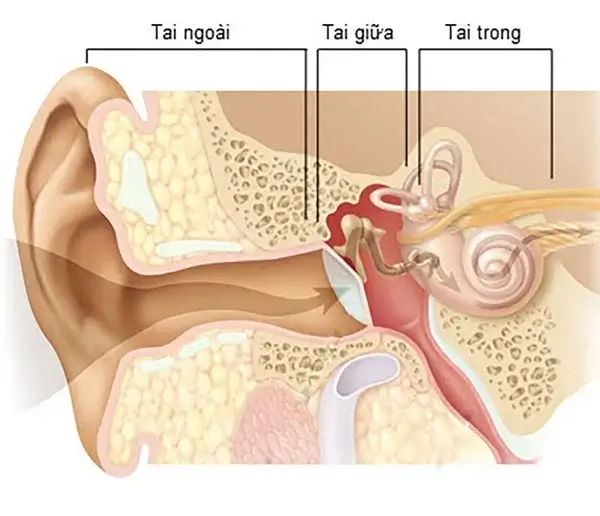 cơ chế tự làm sạch của tai giúp bạn không cần vệ sinh tai