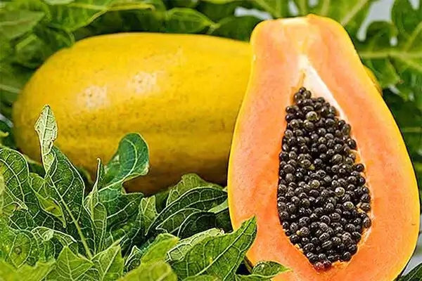 Đu đủ siêu thực phẩm ngăn ngừa ung thư