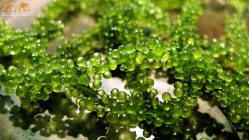 Tảo biển là thực vật sống dưới biển, giàu dinh dưỡng tự nhiên