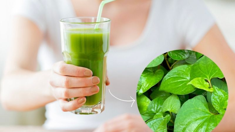 Nước rau diếp cá, trà xanh, trà hoa cúc – thanh lọc và kháng viêm