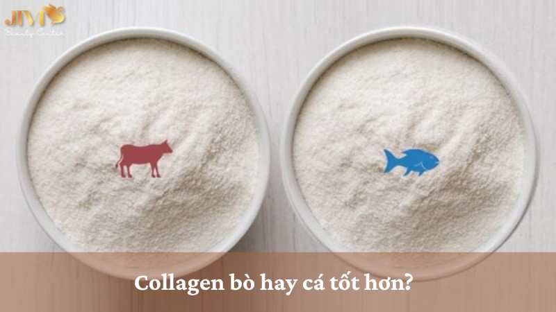 Collagen bò hay cá tốt hơn