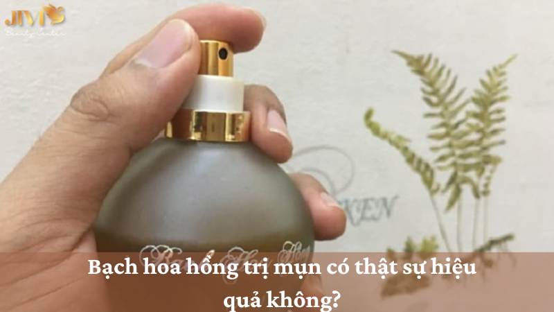 bạch hoa hồng trị mụn