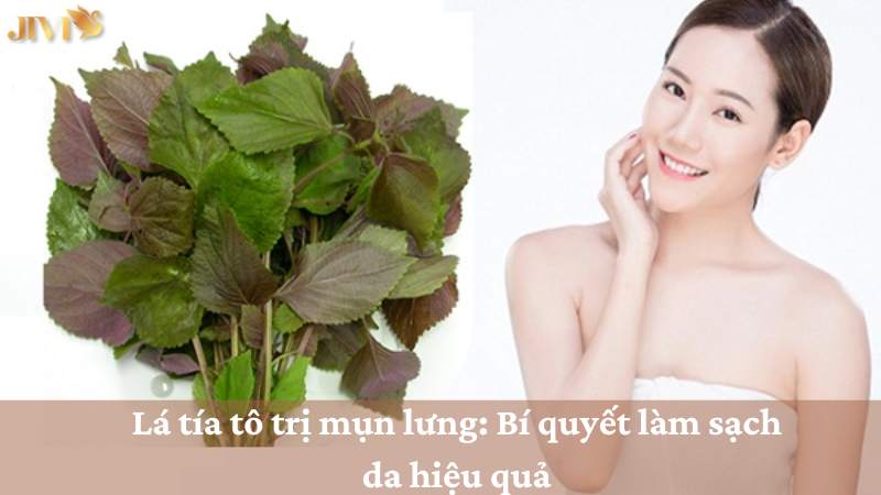 Lá tía tô trị mụn lưng